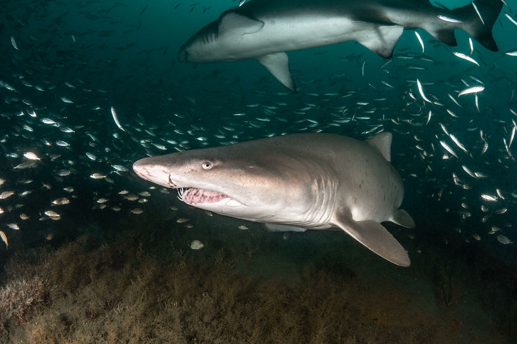 827bc952-1d93-4fd2-8c61-d56333b6af50