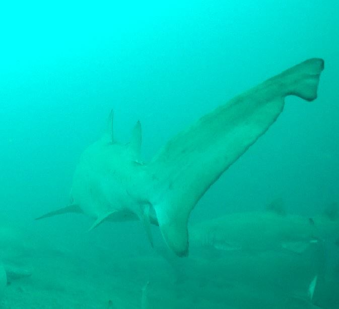 4bb7e9b4-7aa0-4bc3-8cfe-e6e8a897e21c