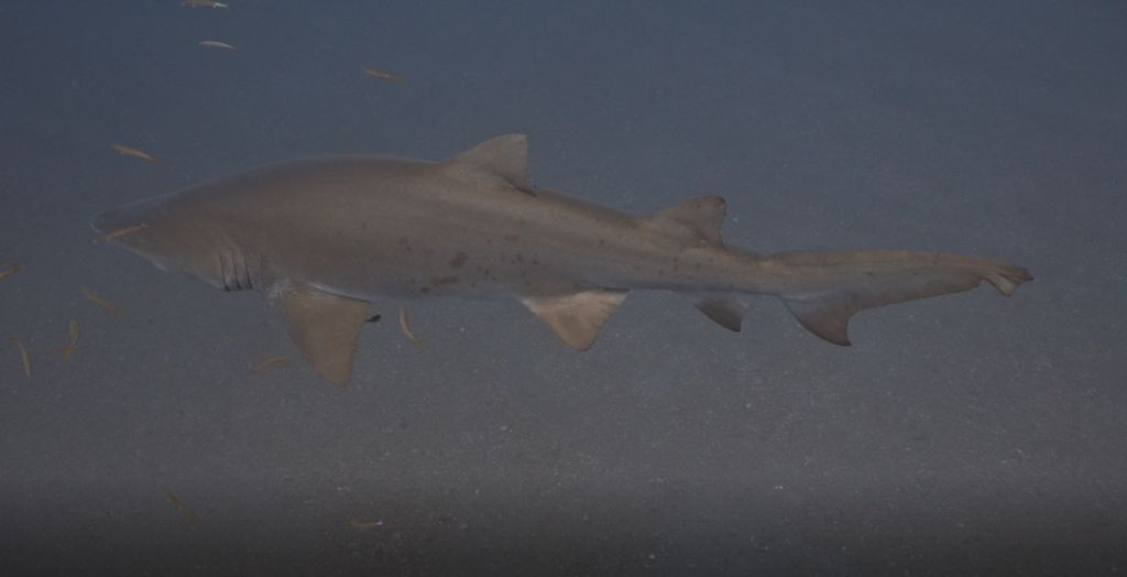 d48bc350-8c9b-4f6d-9458-64860ca63205