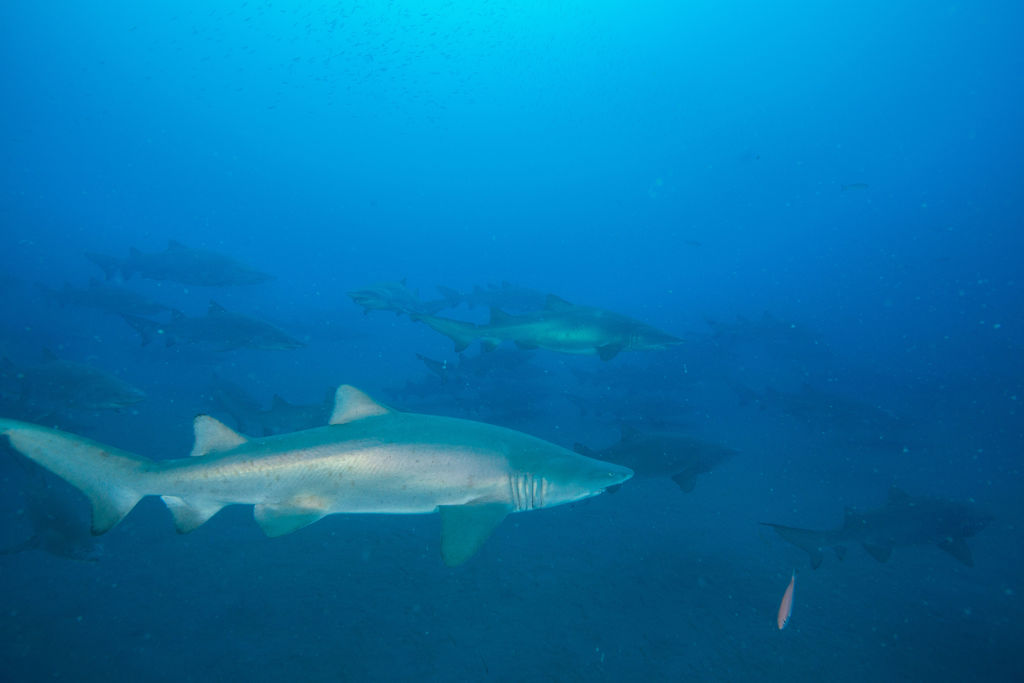 0f10fed6-30f8-4c92-a7a1-8612a6e32d5b