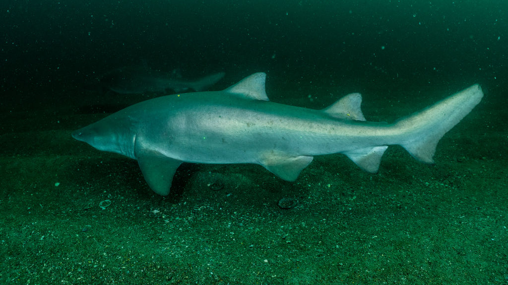 59965cbe-acf9-4bfd-ba8c-2215821dc253