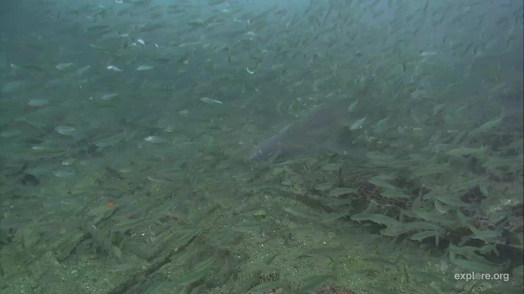 e8b05265-0c45-40db-b384-4f2fb55838f8