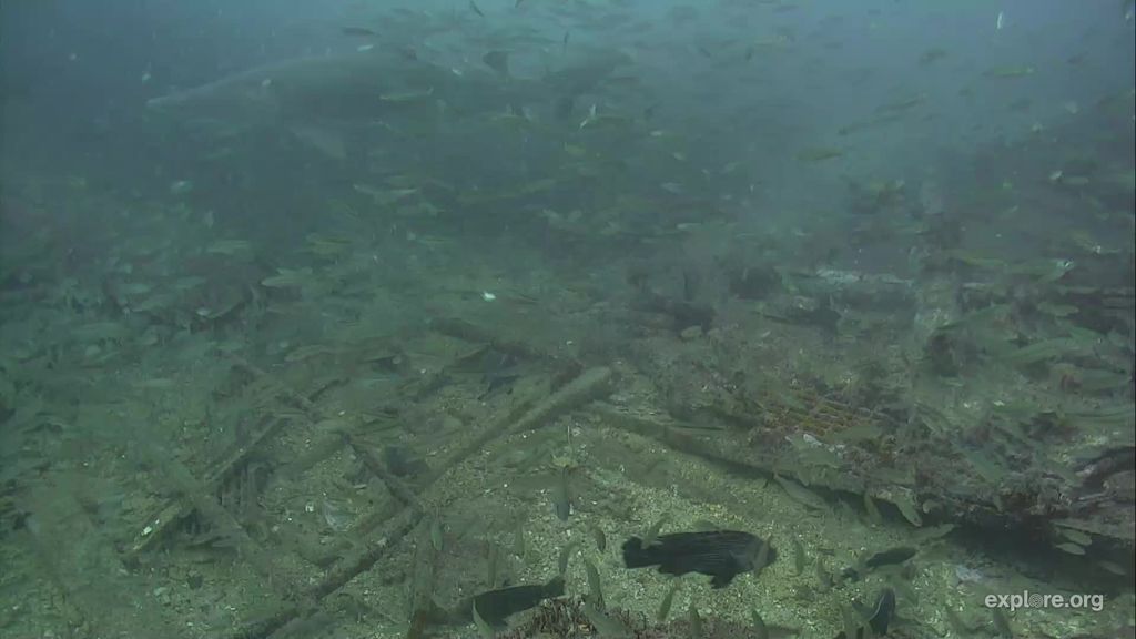 e8b05265-0c45-40db-b384-4f2fb55838f8