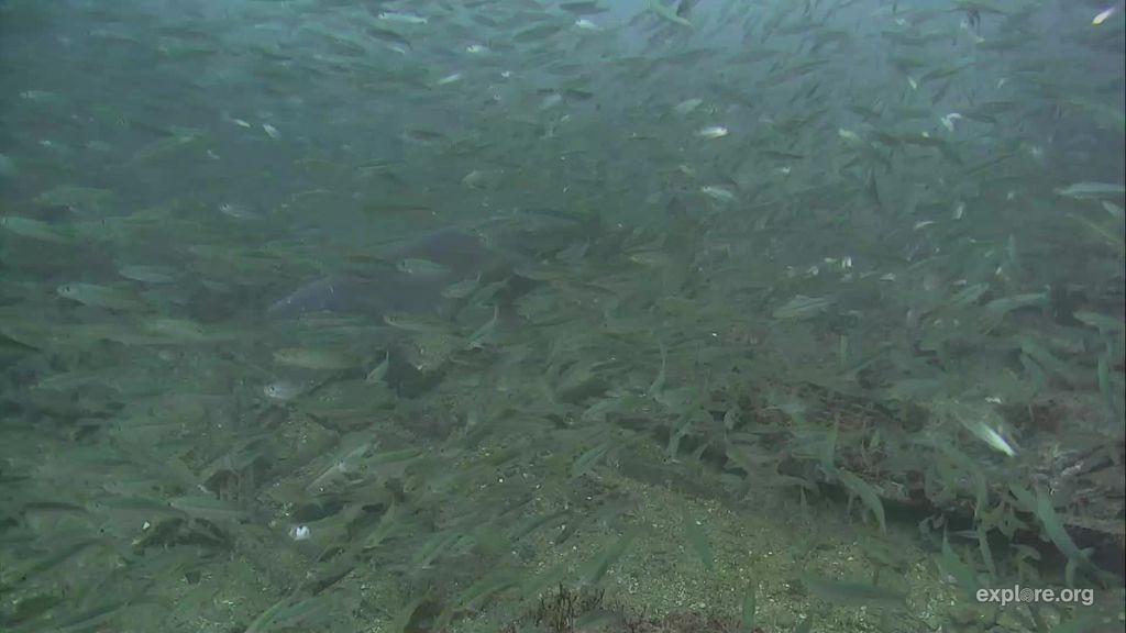 e8b05265-0c45-40db-b384-4f2fb55838f8