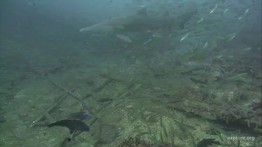 e8b05265-0c45-40db-b384-4f2fb55838f8