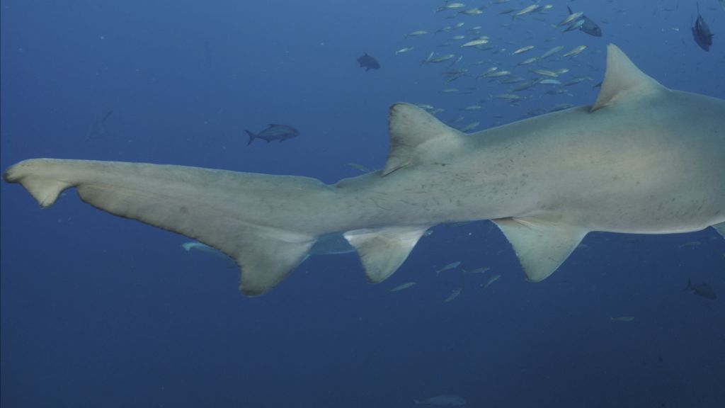 129dfb33-bc96-4253-ae7d-31dd7e1a5085