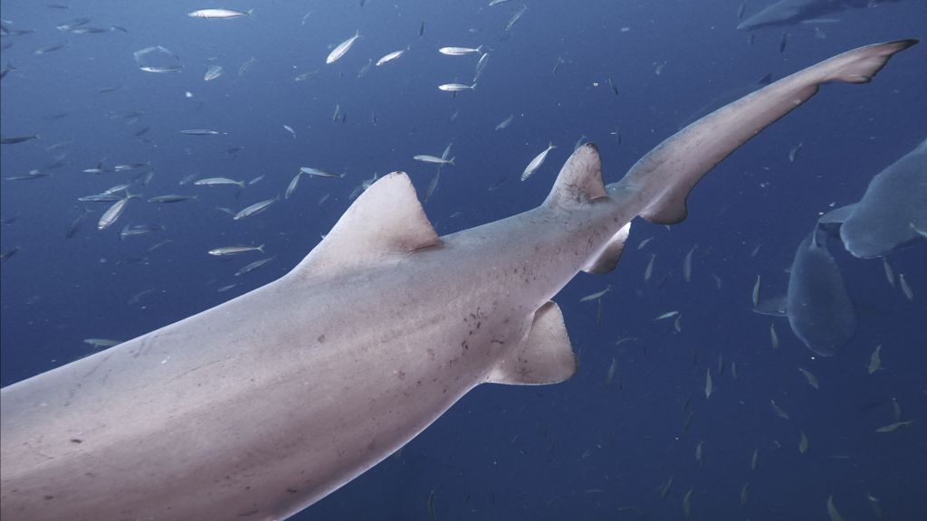 129dfb33-bc96-4253-ae7d-31dd7e1a5085