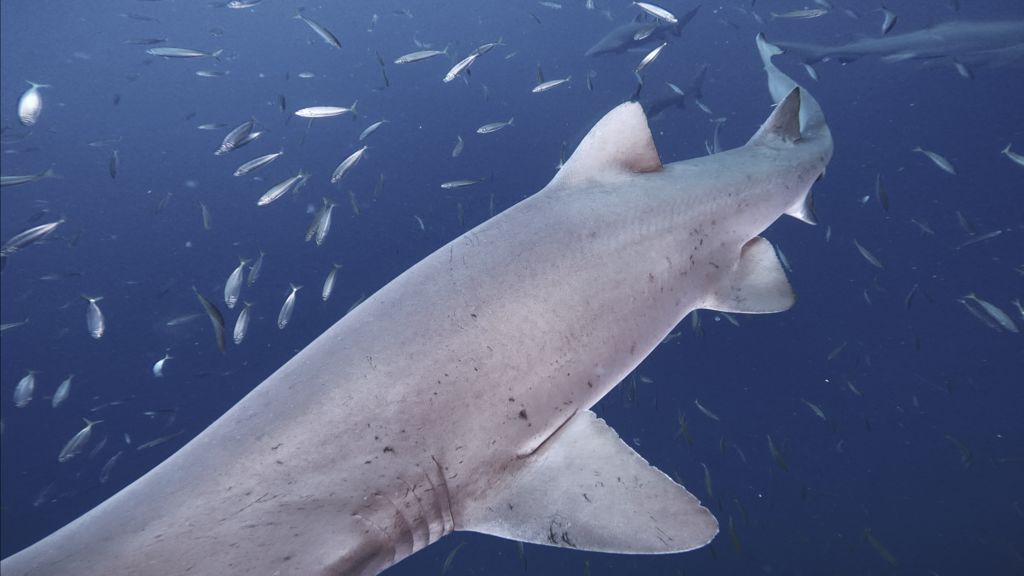 129dfb33-bc96-4253-ae7d-31dd7e1a5085