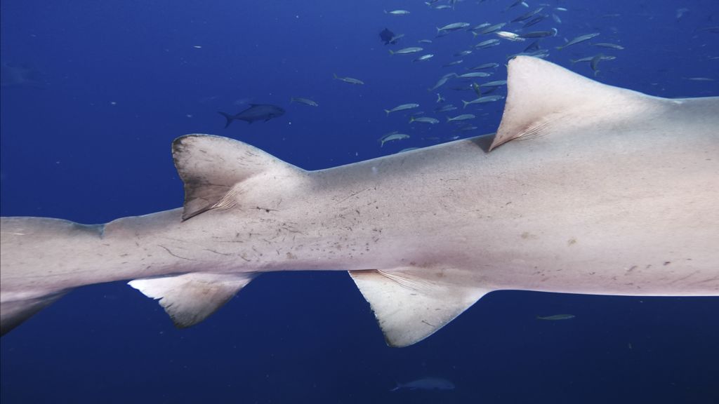 129dfb33-bc96-4253-ae7d-31dd7e1a5085