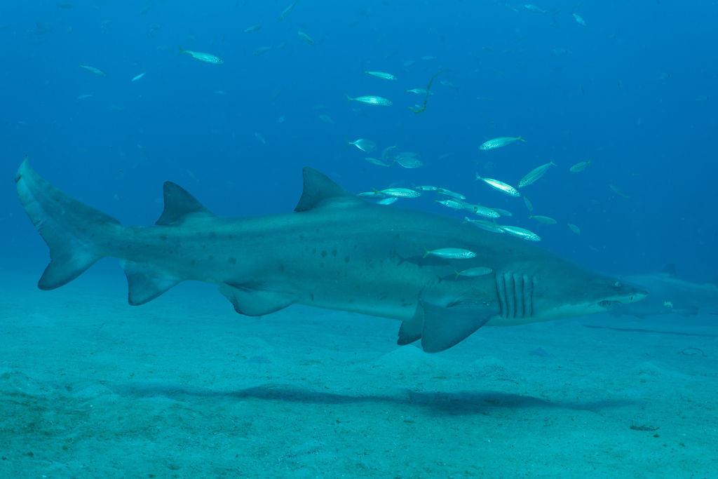 e569316d-b655-41f6-89fe-11865709f544