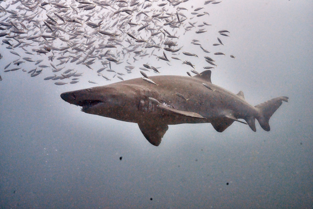 819d5cea-d43e-4160-8103-1773fa45bd7c