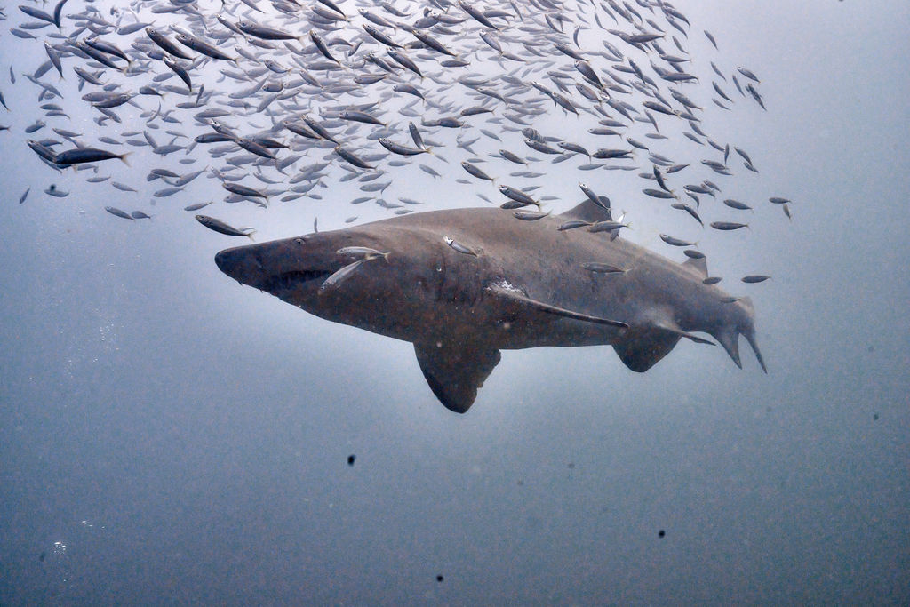 819d5cea-d43e-4160-8103-1773fa45bd7c