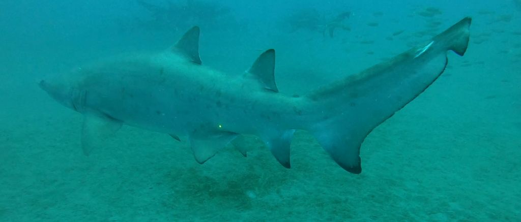 983ab6c5-5a73-4730-b227-7272164aeff9