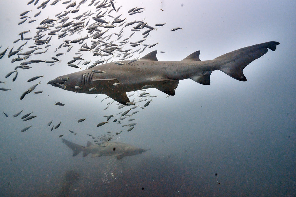 adb4134e-3a4f-4eda-8e2b-5d8a0f4337ad