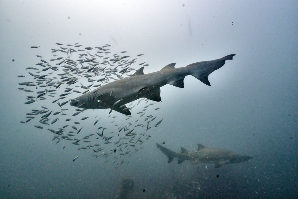 adb4134e-3a4f-4eda-8e2b-5d8a0f4337ad