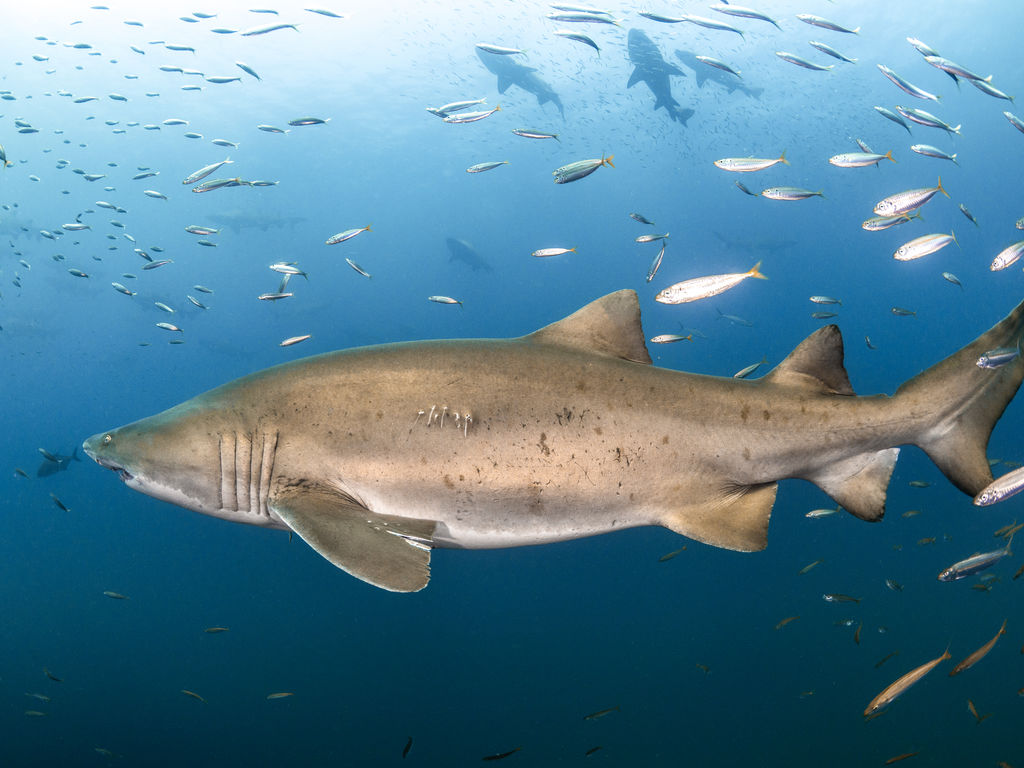 edd5ab13-5257-45a2-b2b6-bab4b8135c0f