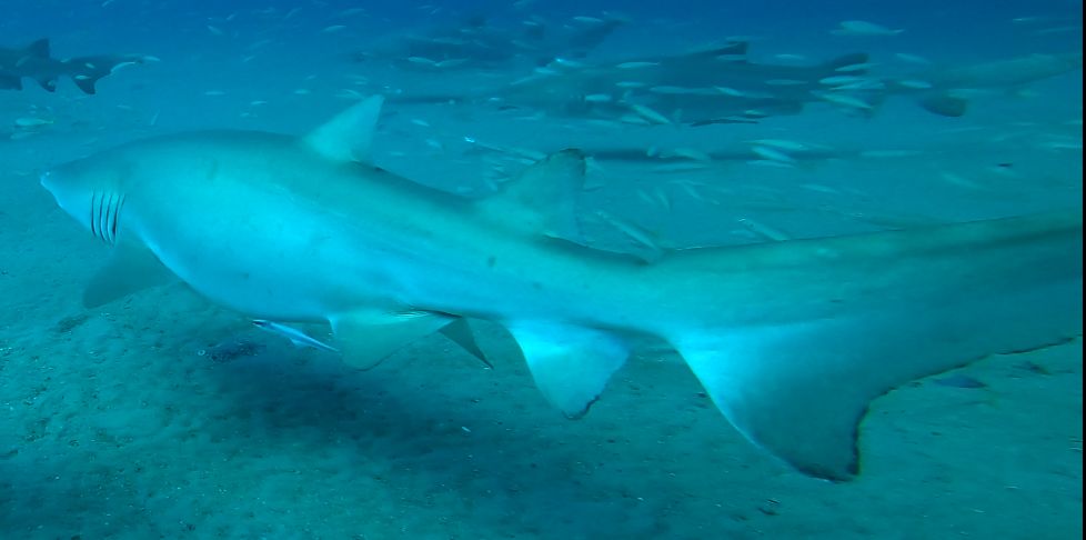 2cbe06b8-4ebe-4a32-b60a-0d3706e3ff90