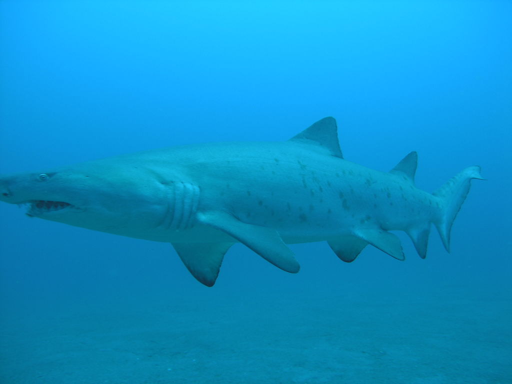 1b0f0228-4f8b-4202-80cc-6e18fa8b8329