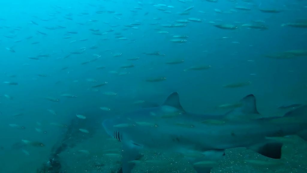 a0ea76df-cde7-4753-9052-39a38c842640