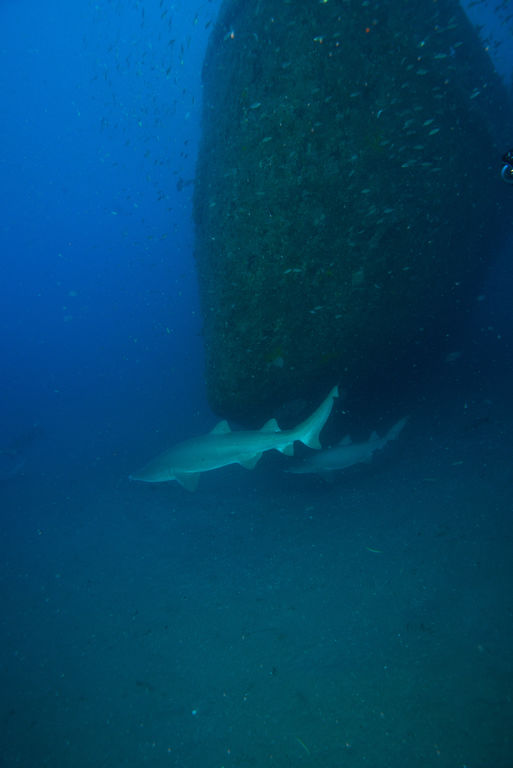 f989c4bf-0c2d-40ae-9870-629e005b7a6f