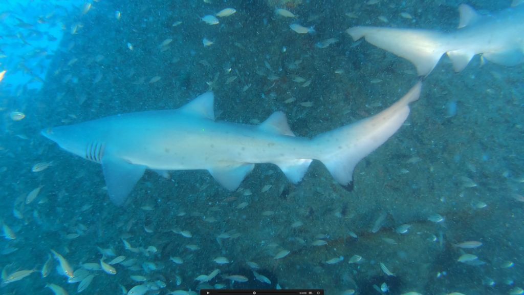 24e8bb43-c321-4117-a192-6164bbdd815c