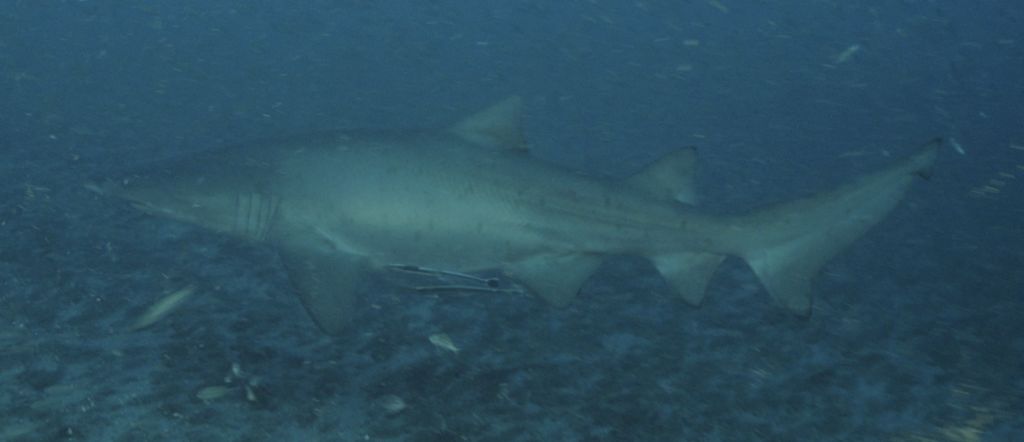 171fcd82-1658-4a90-af68-9140349f2aac