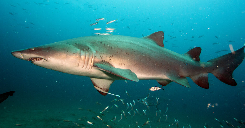 6513b5d7-bf9e-415a-a43b-b64cad5cb191