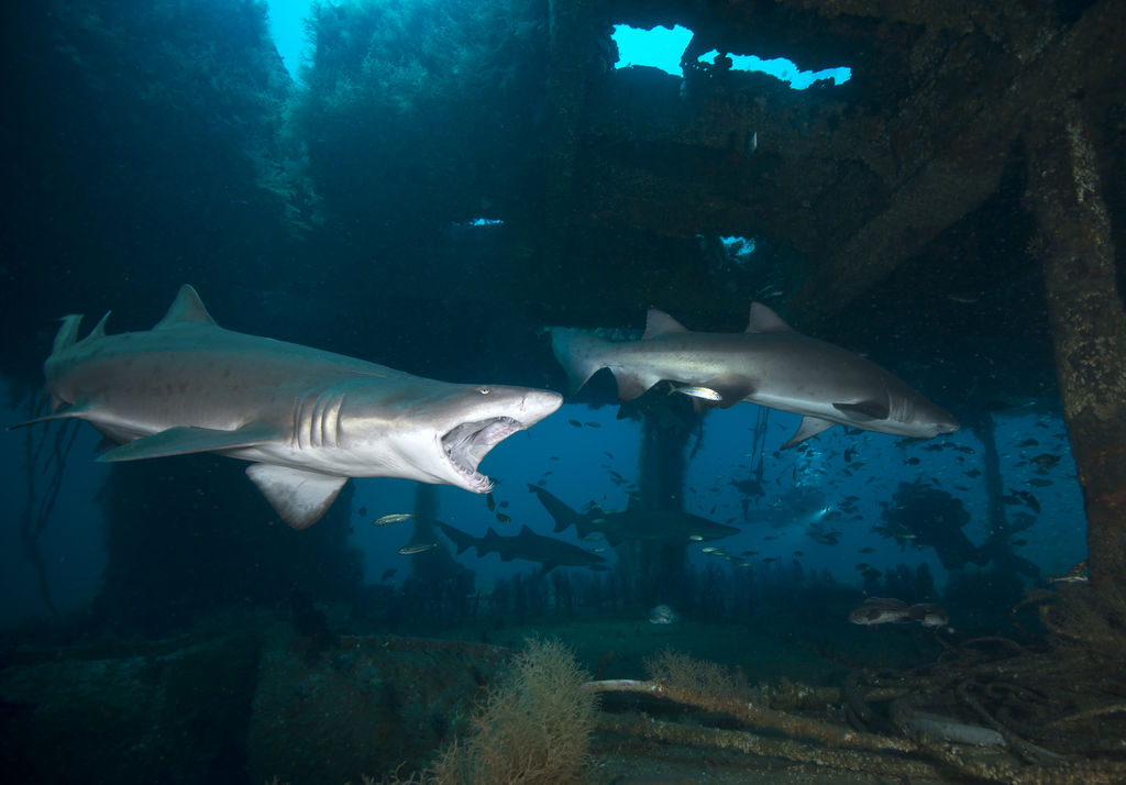 7903a7da-2b7c-4697-b4c2-7316347f3c4b