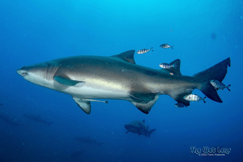 143451b2-6854-478e-a12e-69712bed704c