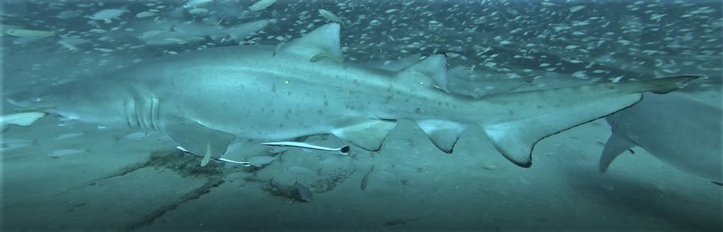 a9208868-0bf3-4028-8728-ed8abc9ccedd