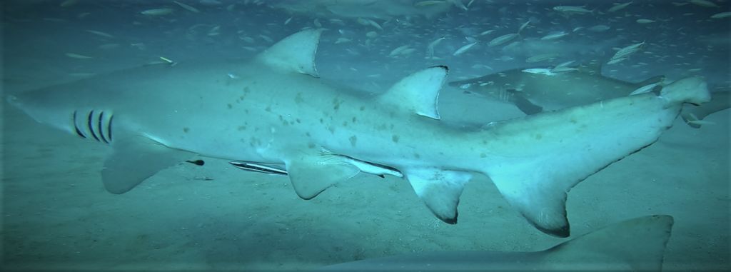 dc56ae04-a855-49b6-8ba1-60afb0ef9ae0