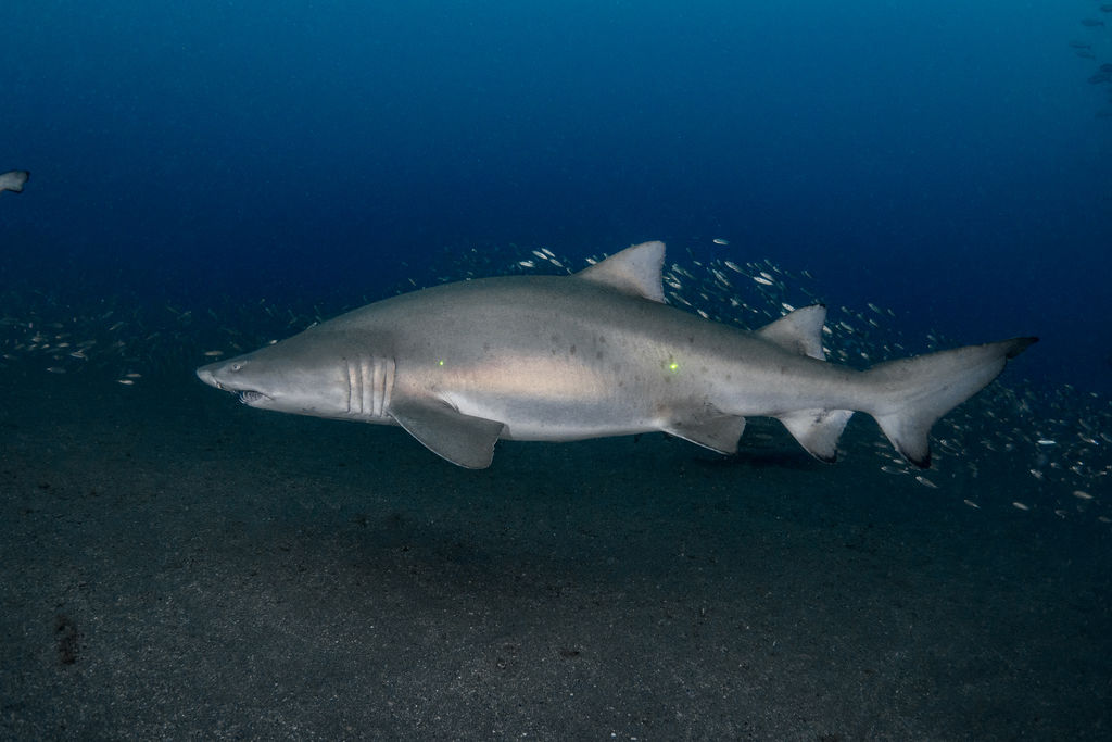 e8127cae-3166-4ca3-97bc-67cf14eedee1