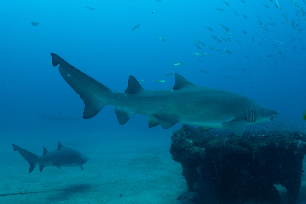 e60f2ac6-eef1-4893-a3d4-21403704c968