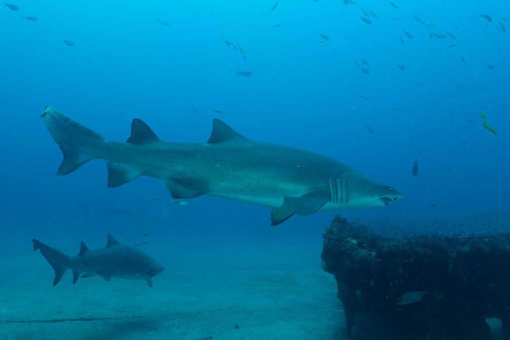 e60f2ac6-eef1-4893-a3d4-21403704c968