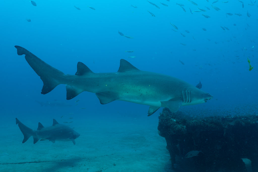 e60f2ac6-eef1-4893-a3d4-21403704c968