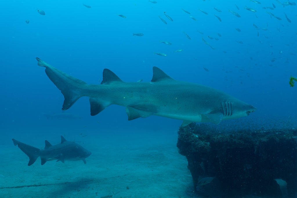 e60f2ac6-eef1-4893-a3d4-21403704c968