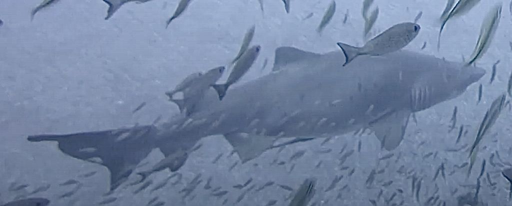 f89a9ec7-6ffd-4af6-9250-8aa916acb010