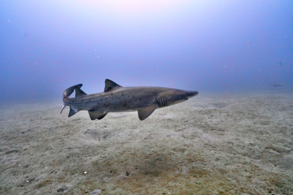 91ee7f98-a0f3-4fc0-bf02-bd82ffd95641