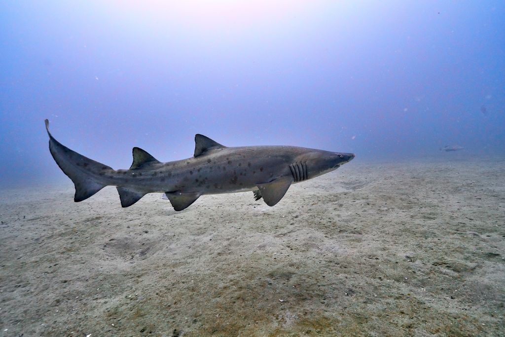 91ee7f98-a0f3-4fc0-bf02-bd82ffd95641