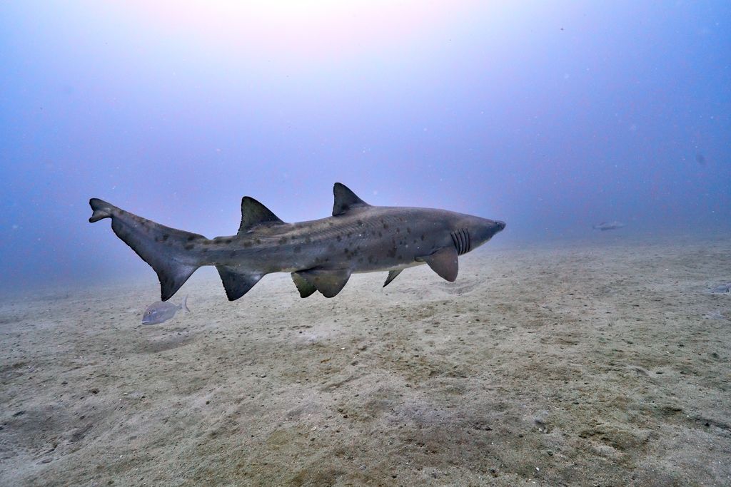 91ee7f98-a0f3-4fc0-bf02-bd82ffd95641