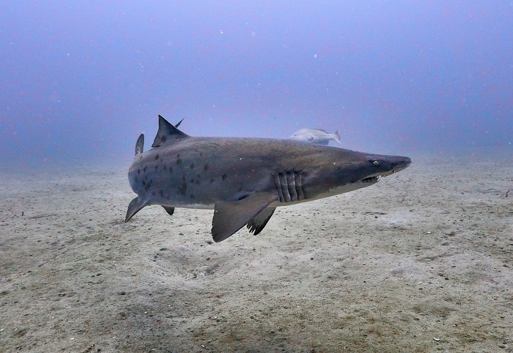 91ee7f98-a0f3-4fc0-bf02-bd82ffd95641