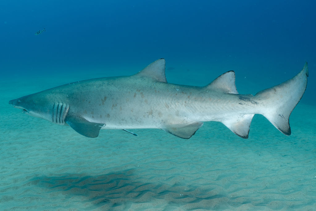 2c60b0c1-519e-4cdc-b6d1-67f966c0c001