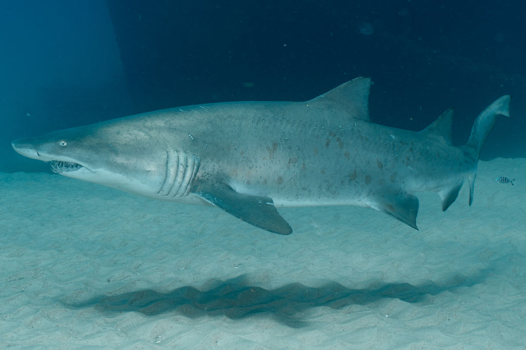 2c60b0c1-519e-4cdc-b6d1-67f966c0c001