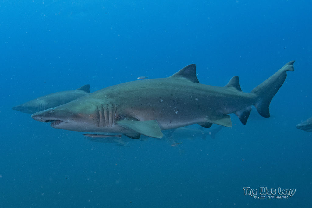 8ae0267f-22f8-4a7a-9f75-d0f5747fa573