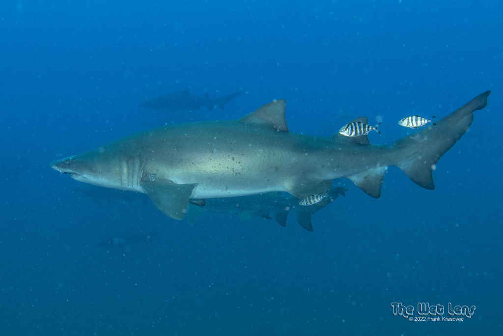 8ae0267f-22f8-4a7a-9f75-d0f5747fa573