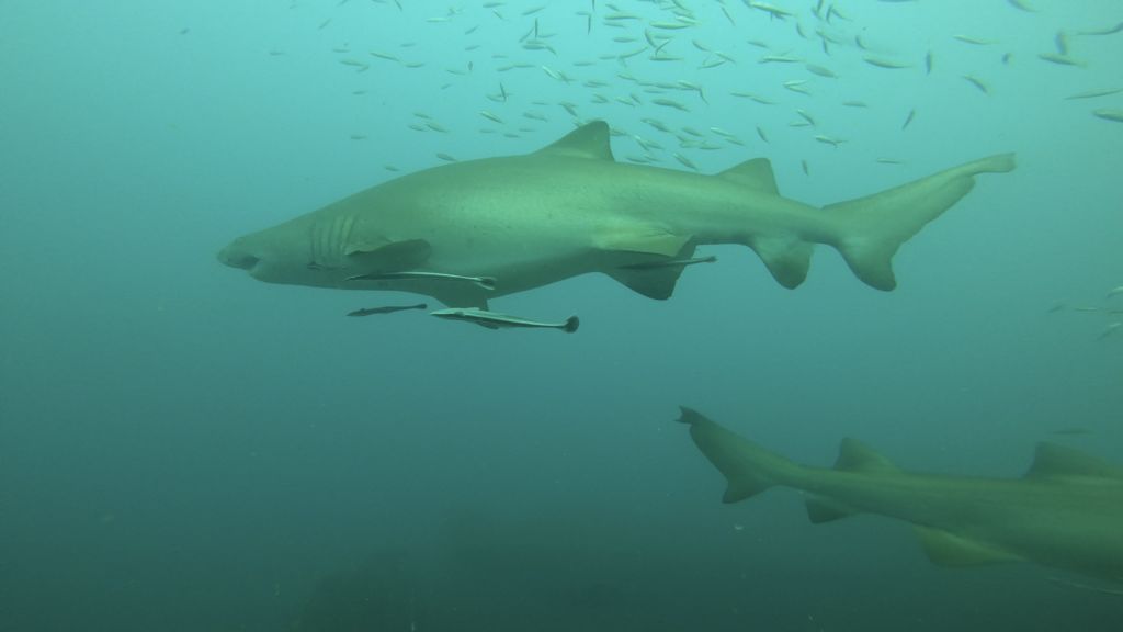 b2522e09-35c2-4a7c-8a3d-29614cbcc9cf