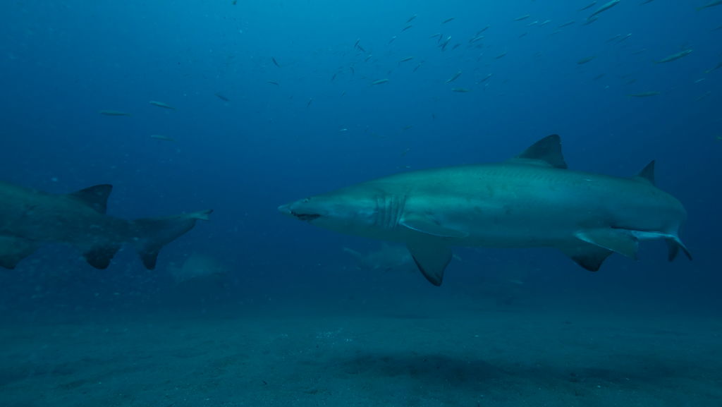 7c71629d-1d12-4d02-a4e1-f236046b4753