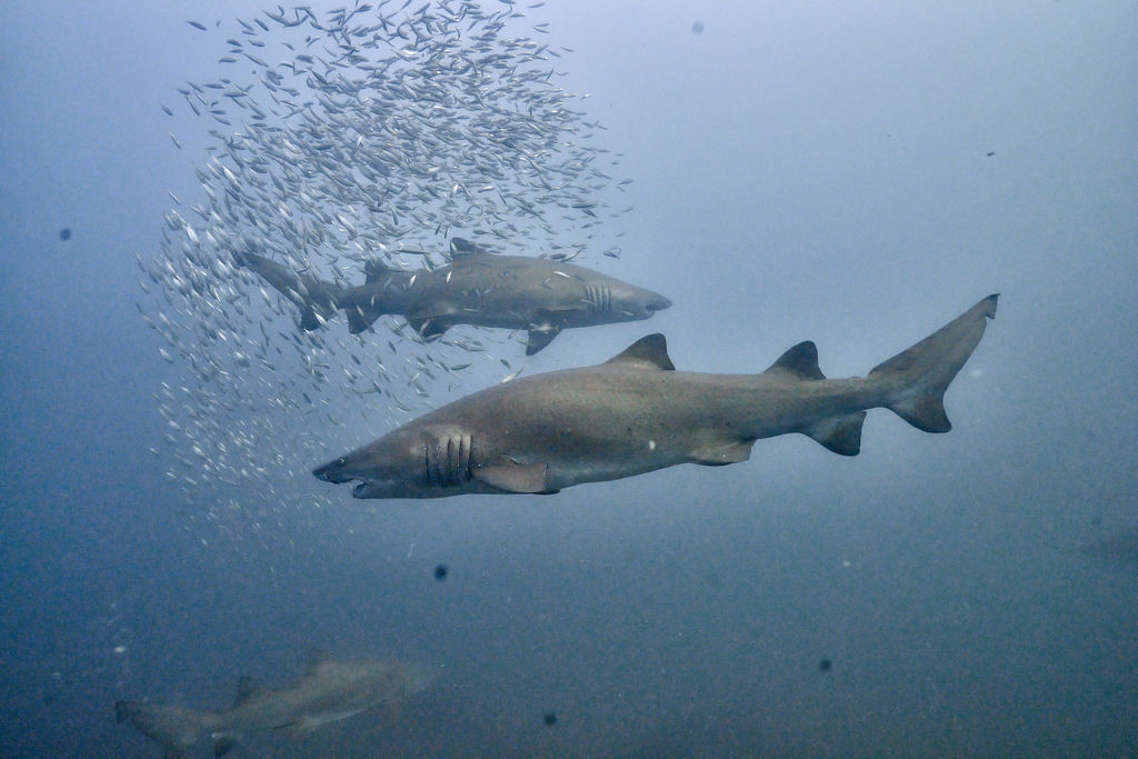 8e7b1300-175e-4577-bac2-0dbc3a747f73