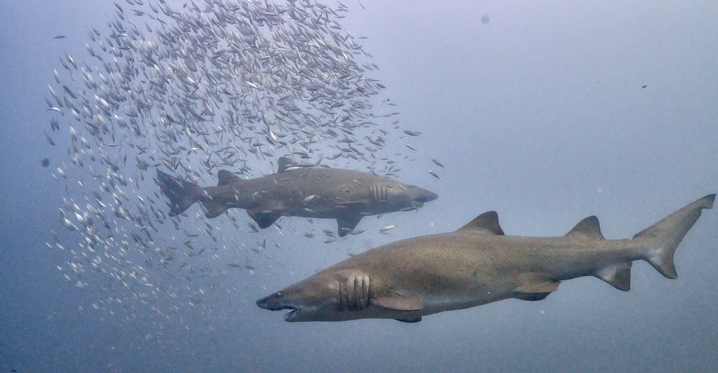 8e7b1300-175e-4577-bac2-0dbc3a747f73