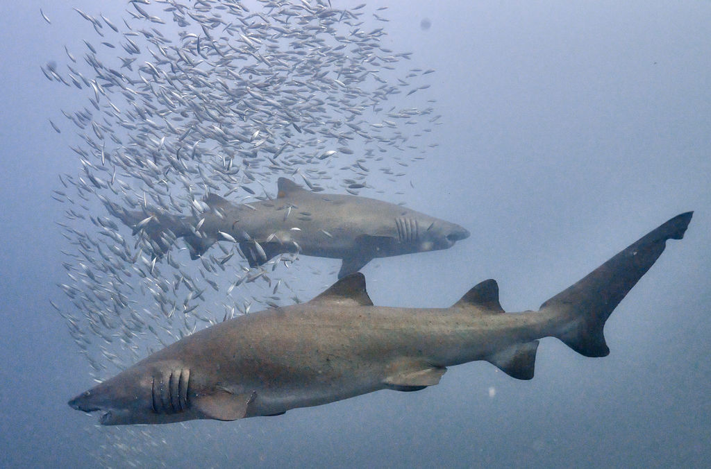 8e7b1300-175e-4577-bac2-0dbc3a747f73